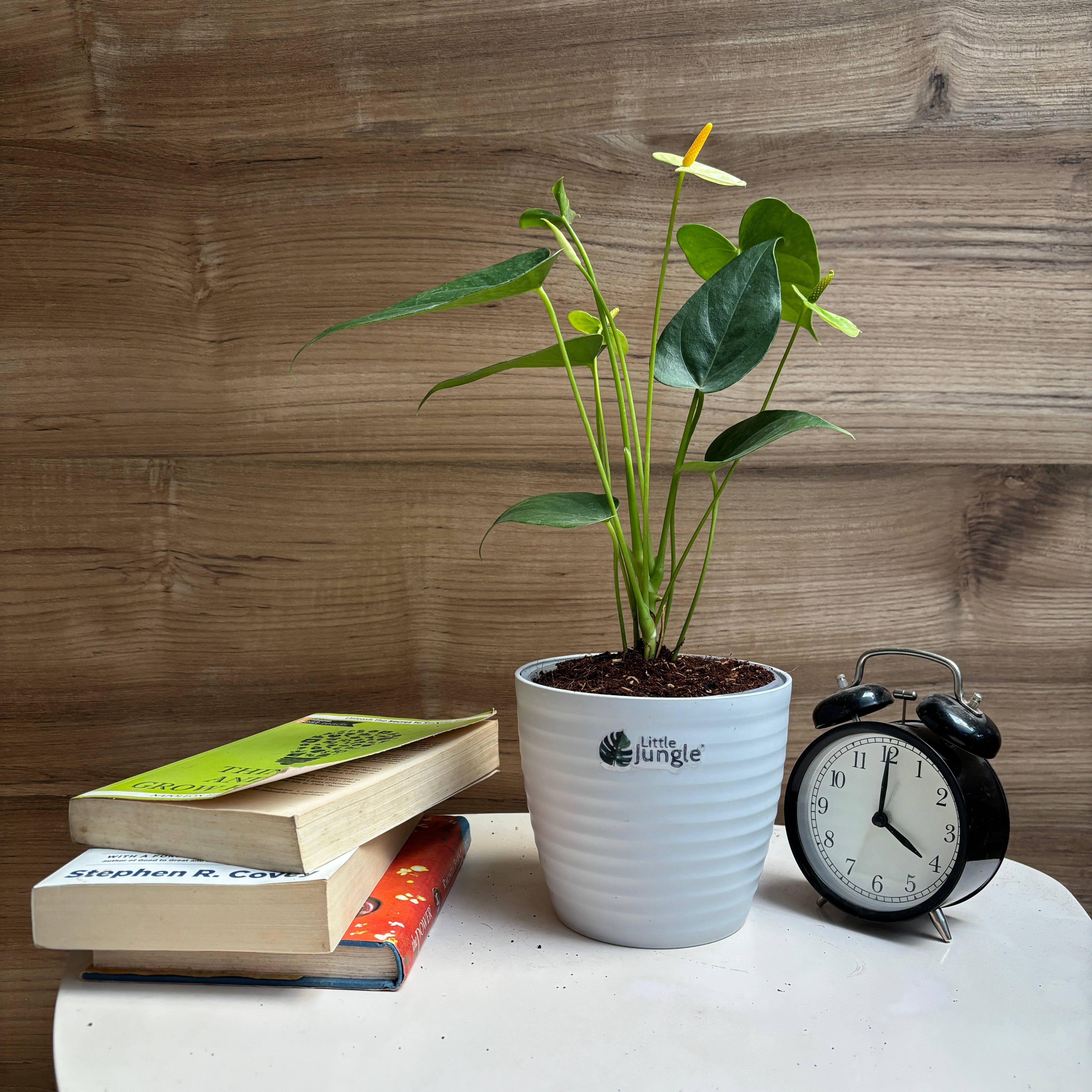 Anthurium yellow