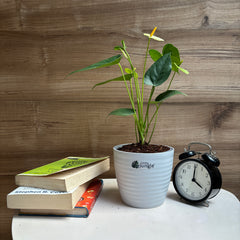 Anthurium yellow