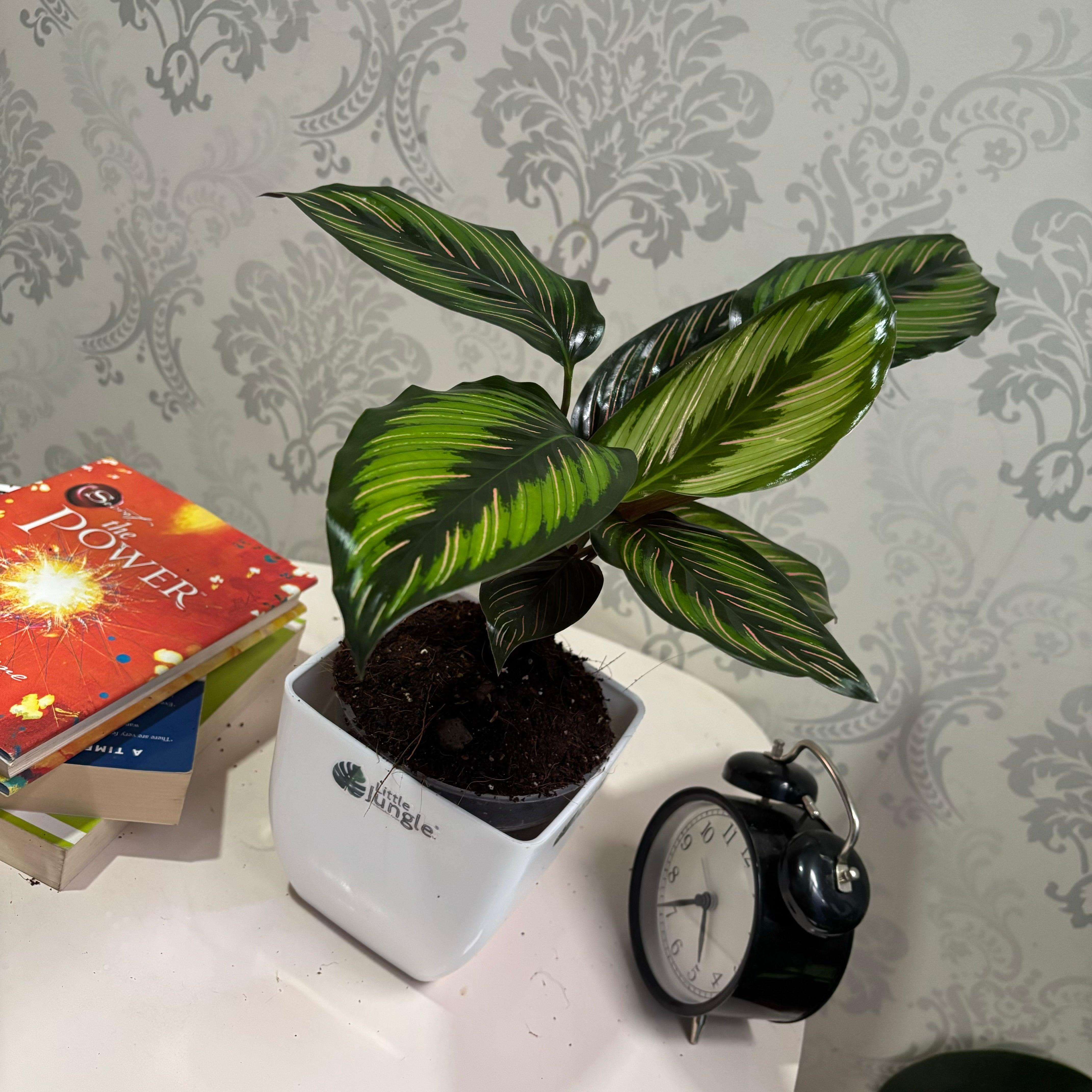 Calathea Beauty Star