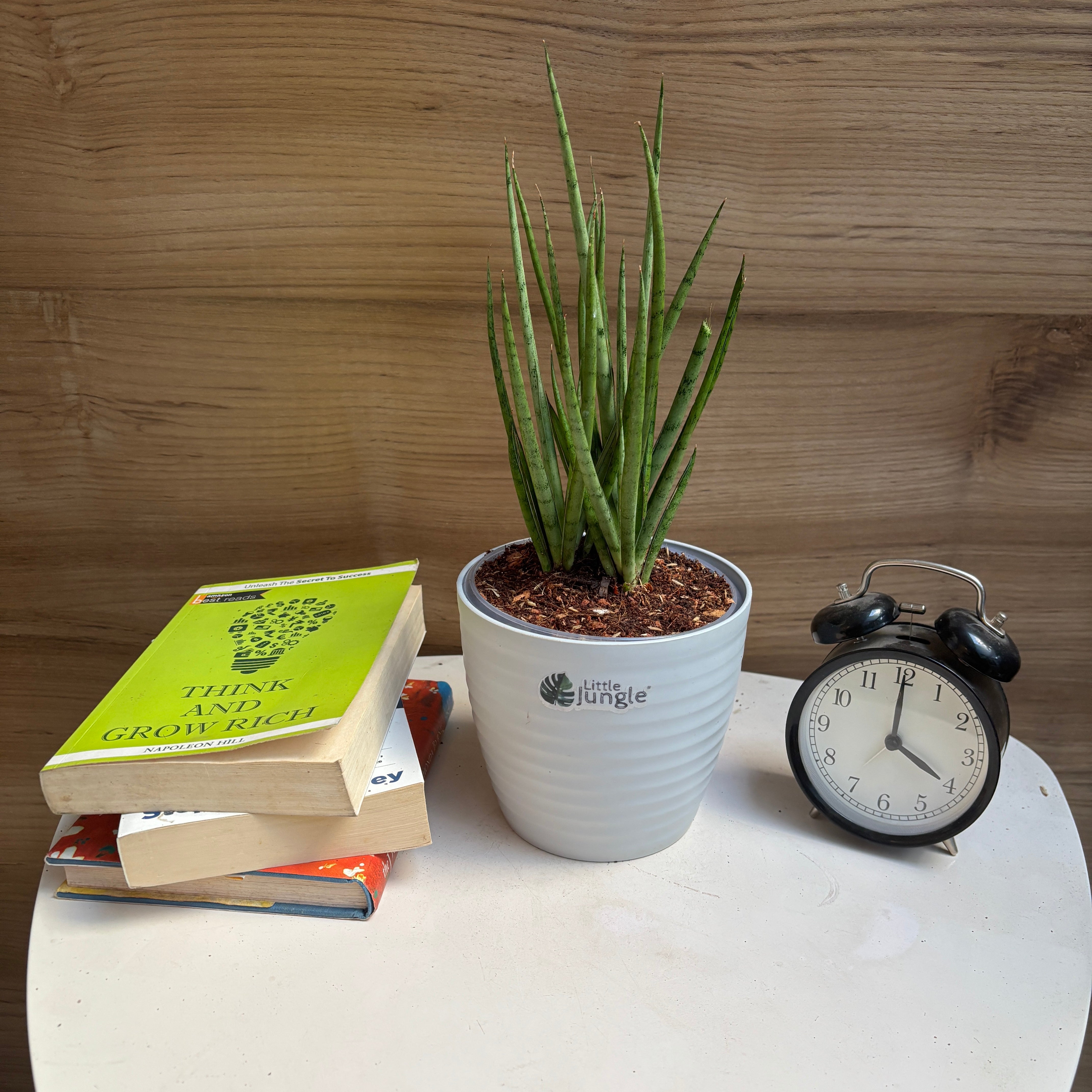 Sansevieria Fernwood