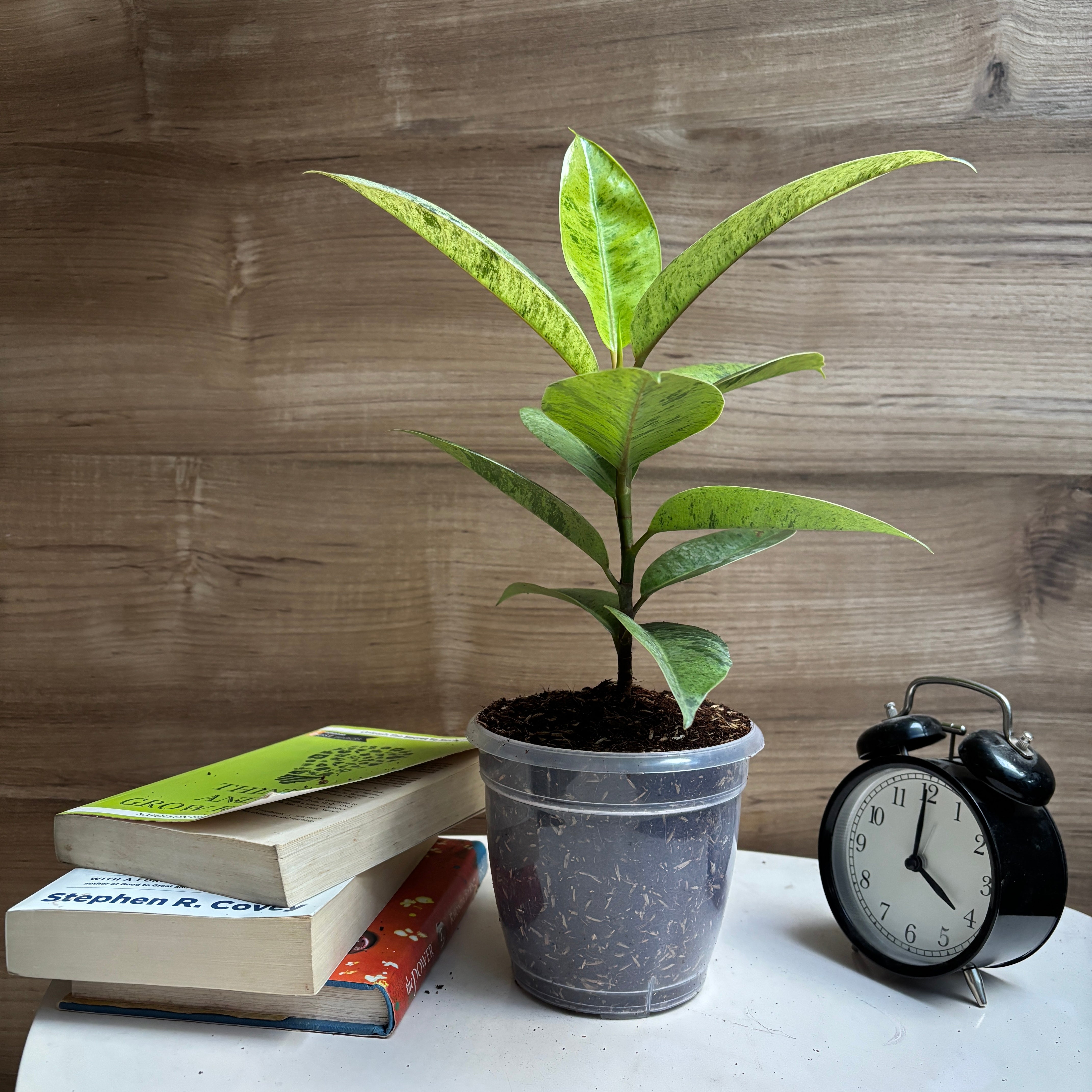 Ficus Shivereana Rubber plant