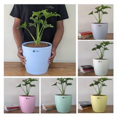 Decor 10 (10 Inches, pack of 6), 6 Color Pots