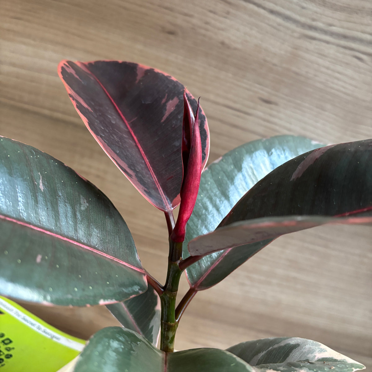 Ficus Elastica Variegated pink ruby