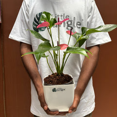 Anthurium purple