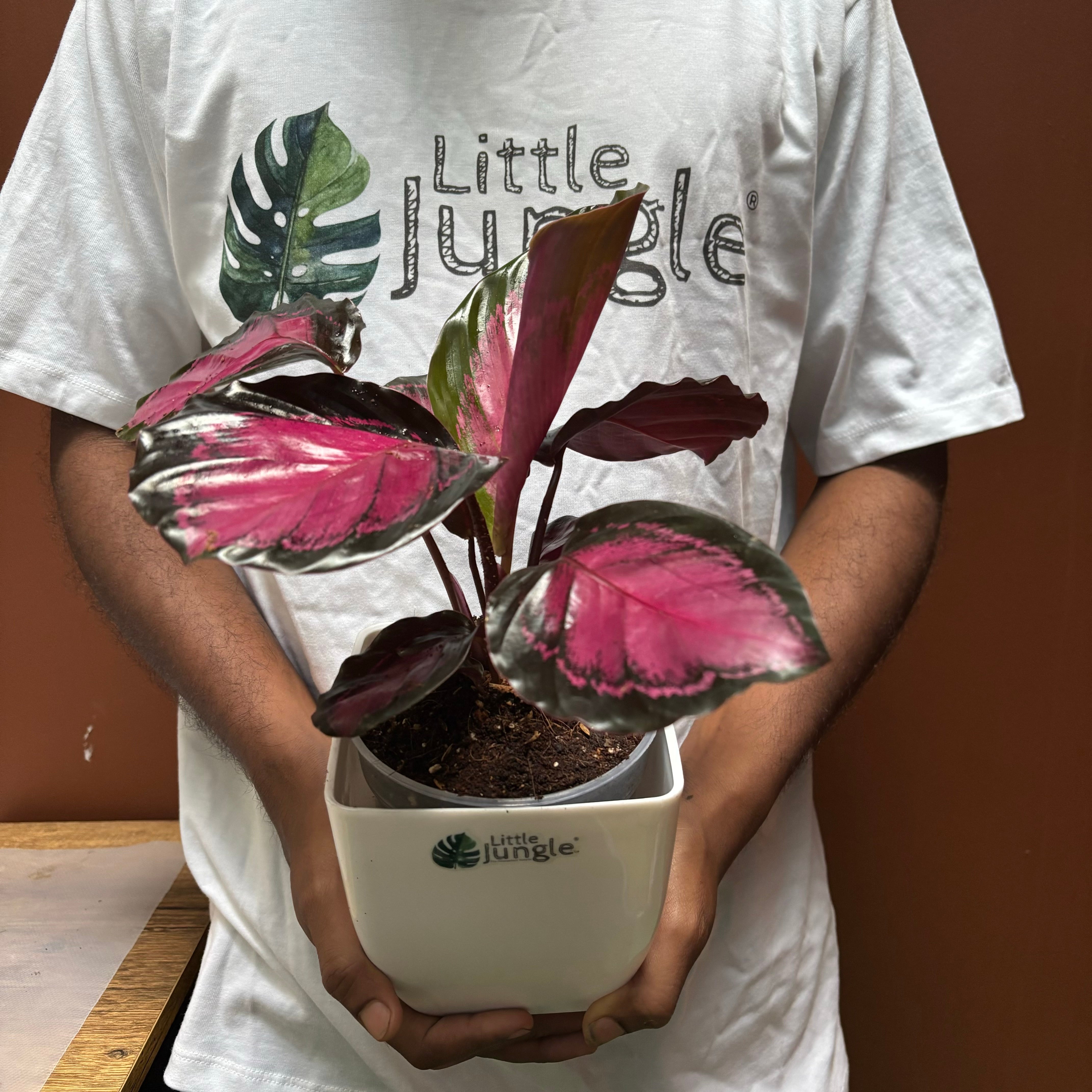 Calathea Rosy, with 5.5 inches white decor pot