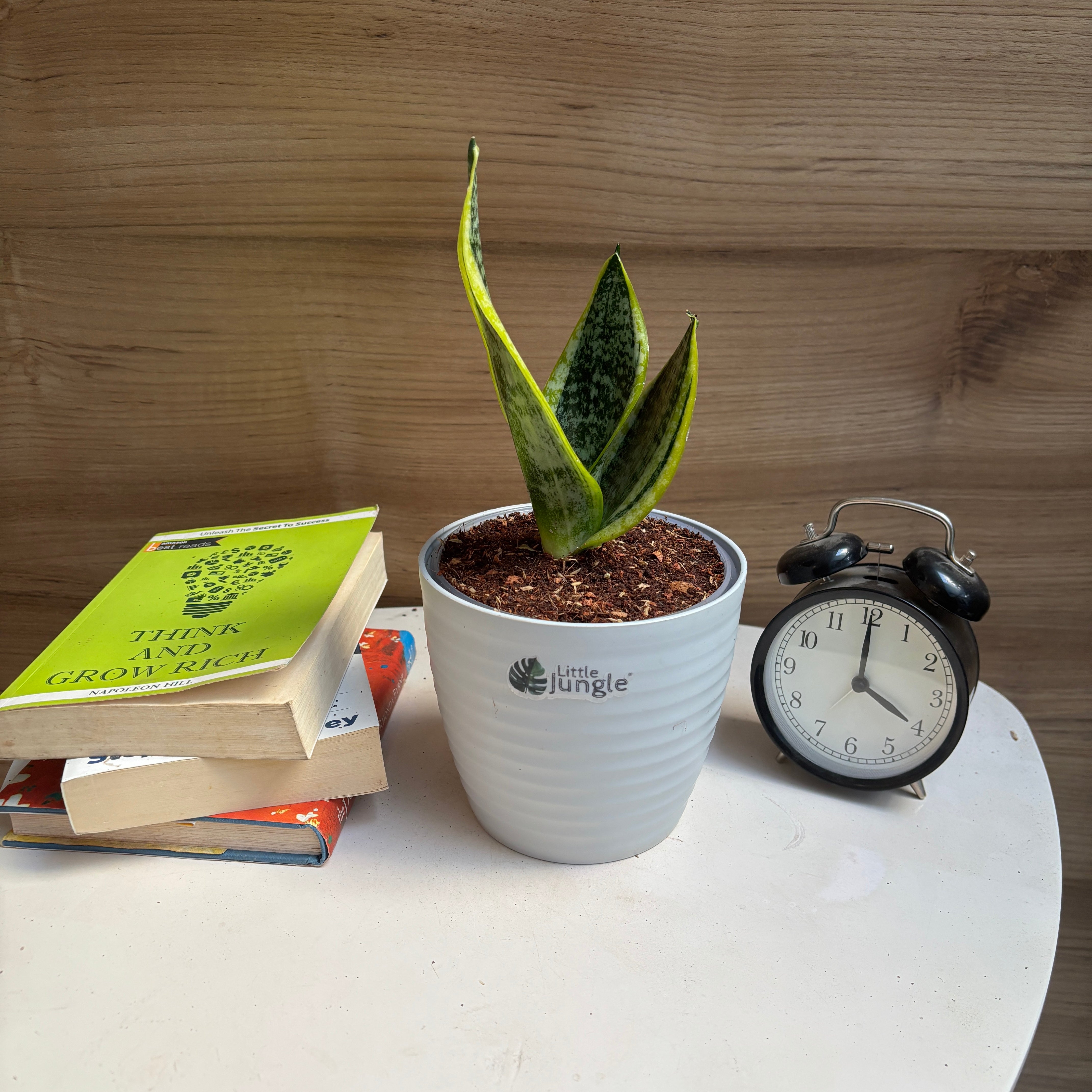 Sansevieria Laurentii