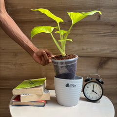 Philodendron Hope Selloum Gold