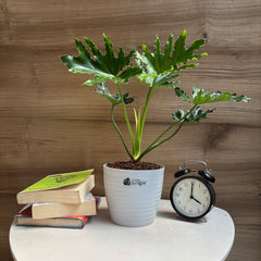 philodendron hope