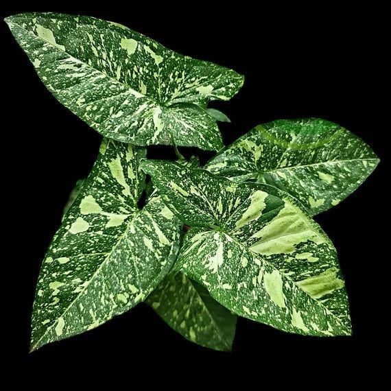 Syngonium Panda Galaxy