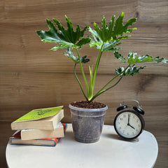 philodendron hope