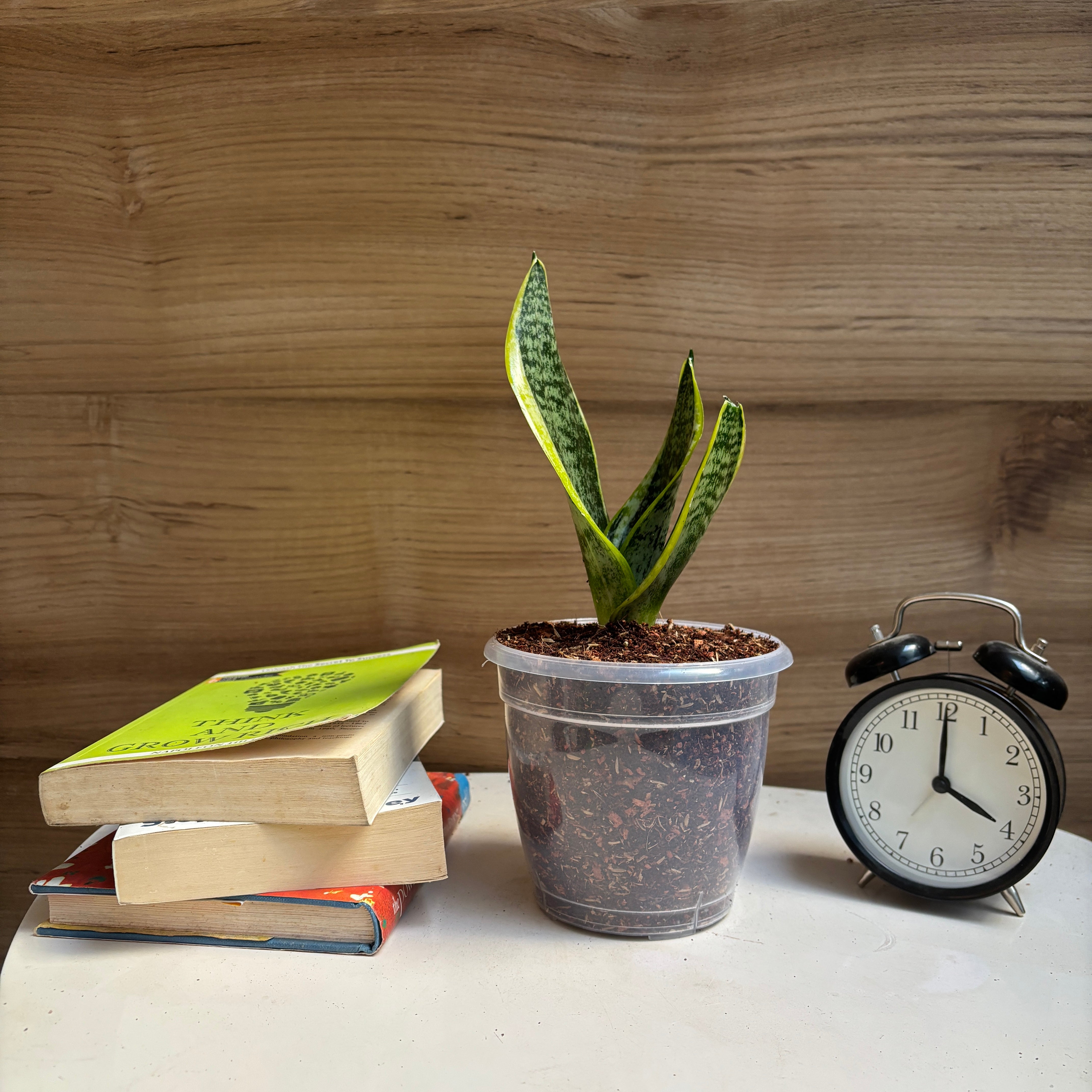 Sansevieria Laurentii