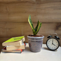 Sansevieria Laurentii