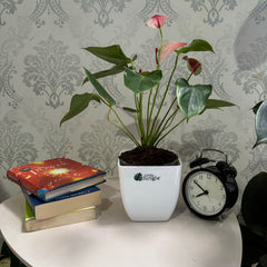 Anthurium Mystique