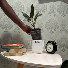 Philodendron Atabapoense