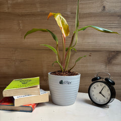 Philodendron Orange marmalade