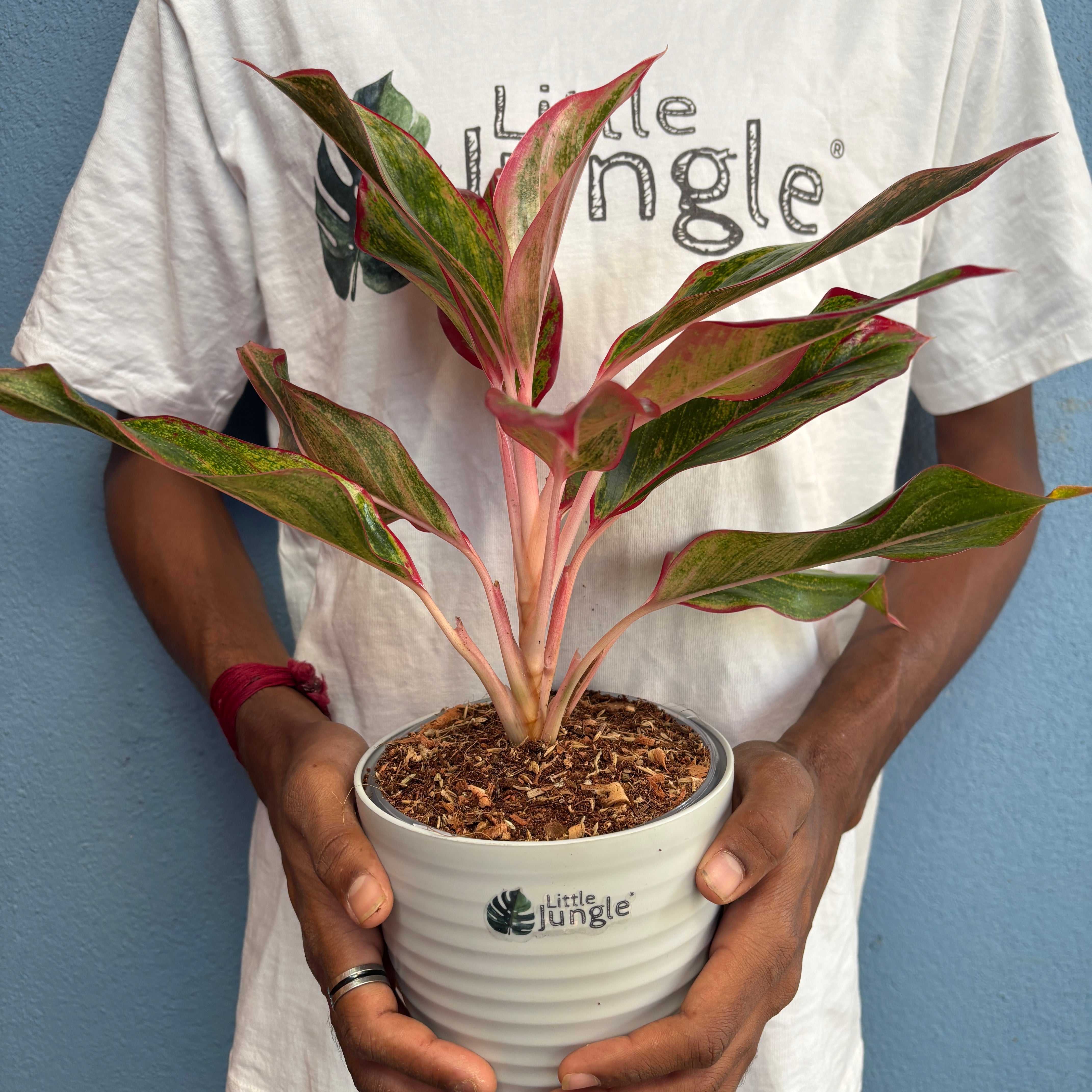 Aglonema Pink Lipstick