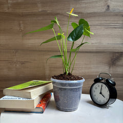 Anthurium yellow