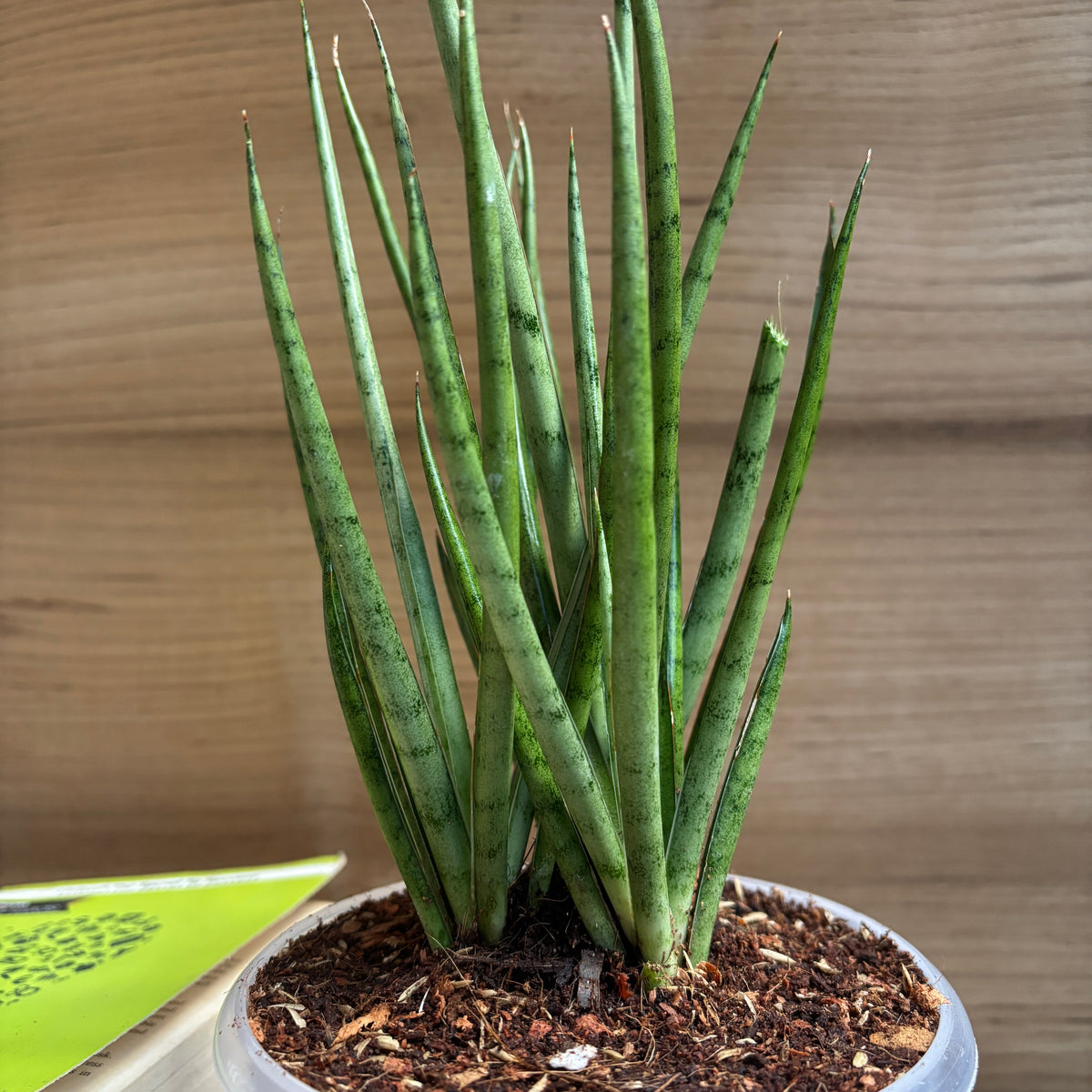 Sansevieria Fernwood