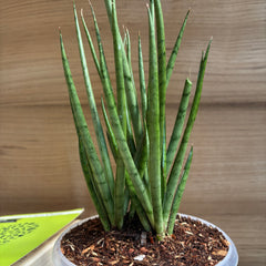 Sansevieria Fernwood