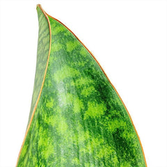 Sansvieria Whale fin