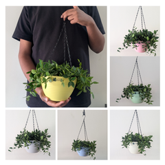 Hanging 7 (7 Inches, pack of 6), 6 Color Pots