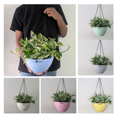 Hanging 9 (9 Inches, pack of 6), 6 Color Pots