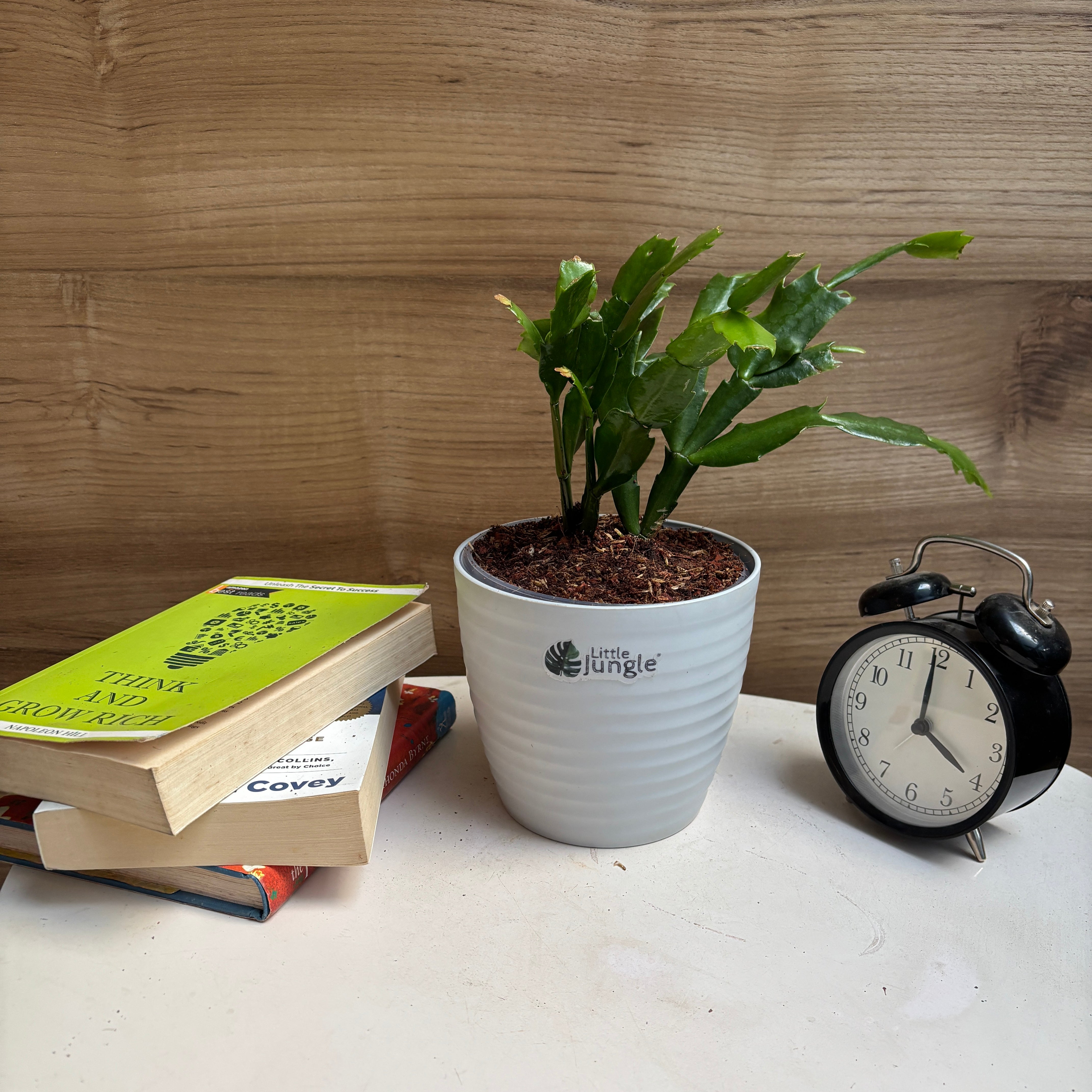 Christmas Cactus, with 5.5 inches white decor pot