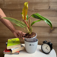 Philodendron Orange marmalade