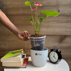 Anthurium Pink Flower