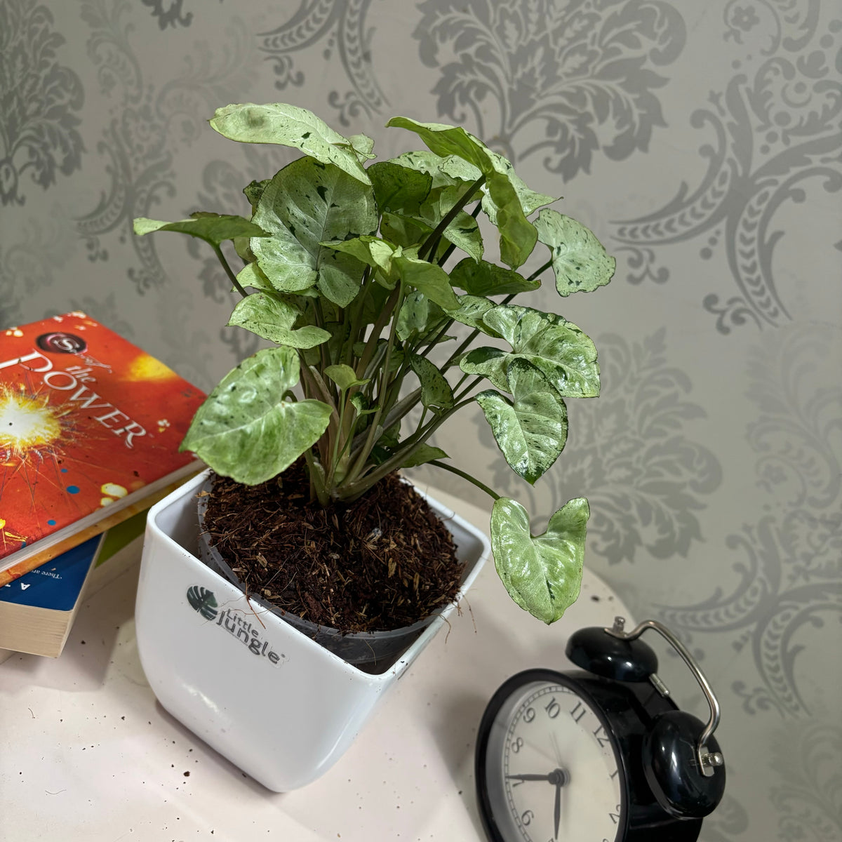 Syngonium Green splash