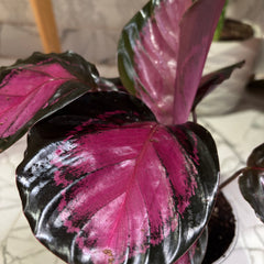 Calathea Rosy, with 5.5 inches white decor pot
