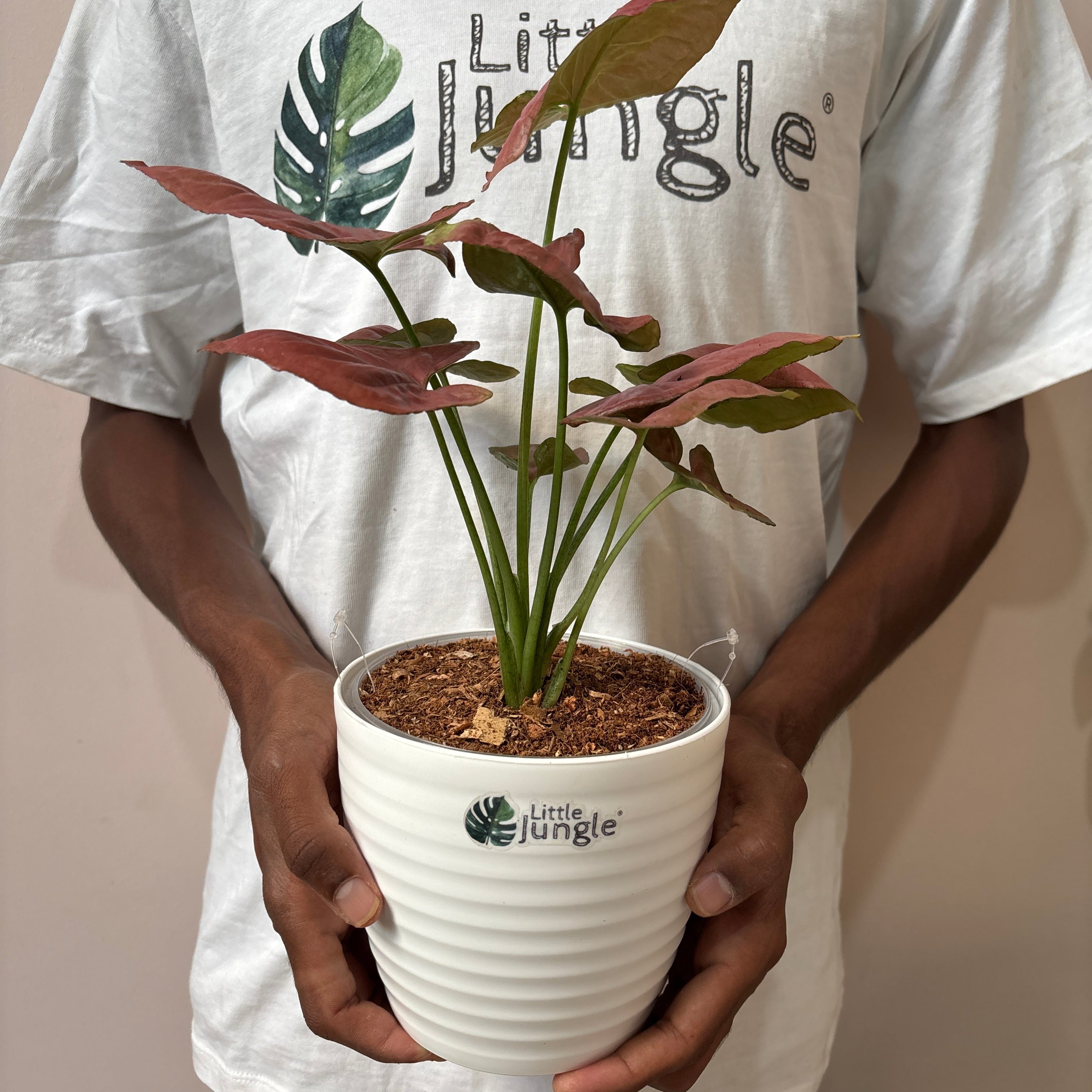 Syngonium Orm Nak