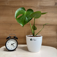Monstera Deliciosa