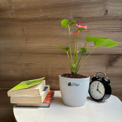 Anthurium Pink Flower
