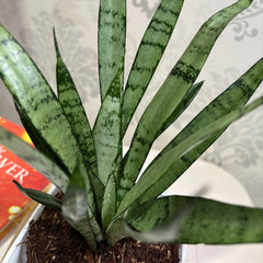 Sansevieria silver princess