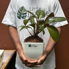 Philodendron Black Cardinal