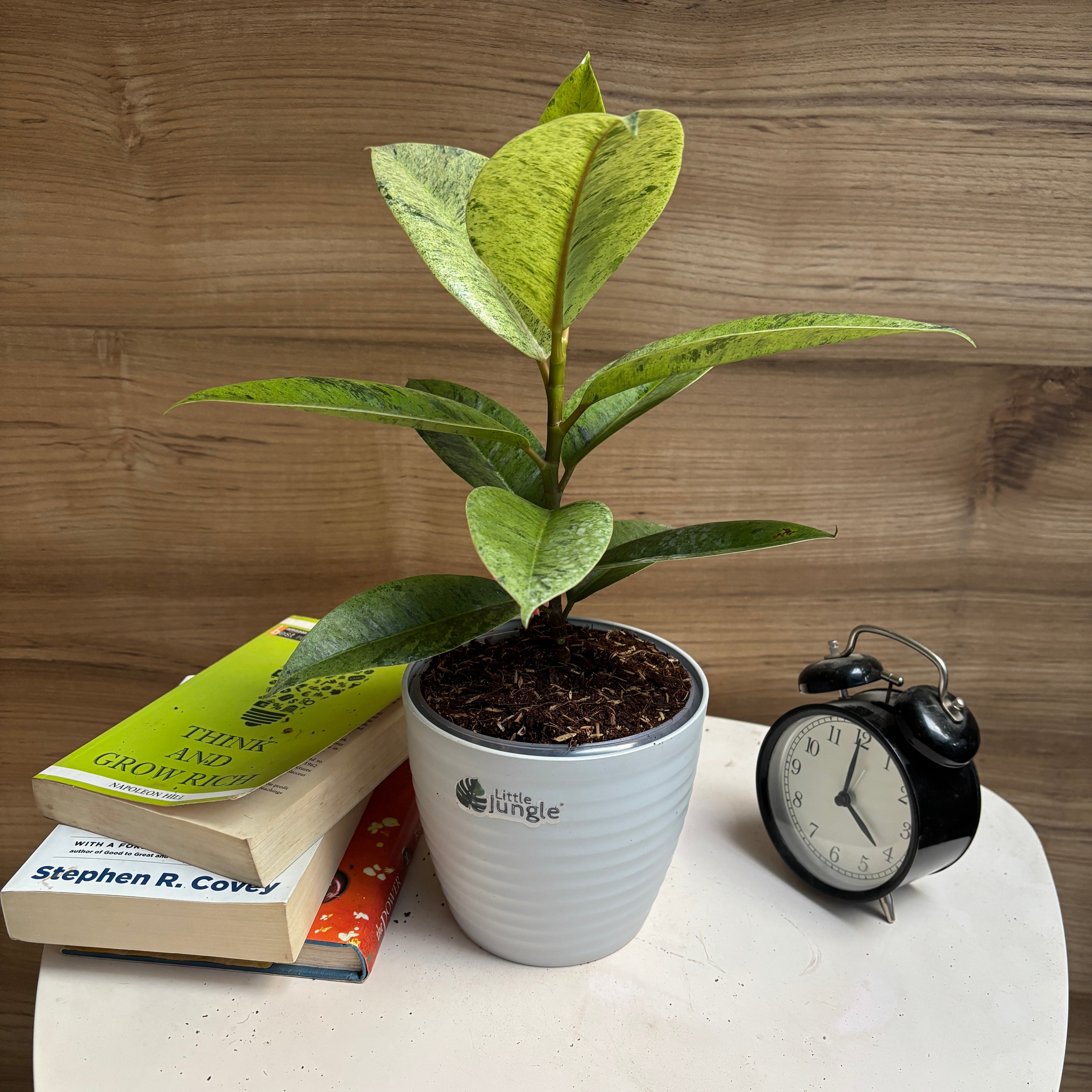 Ficus Shivereana Rubber plant