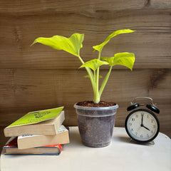 Philodendron Hope Selloum Gold