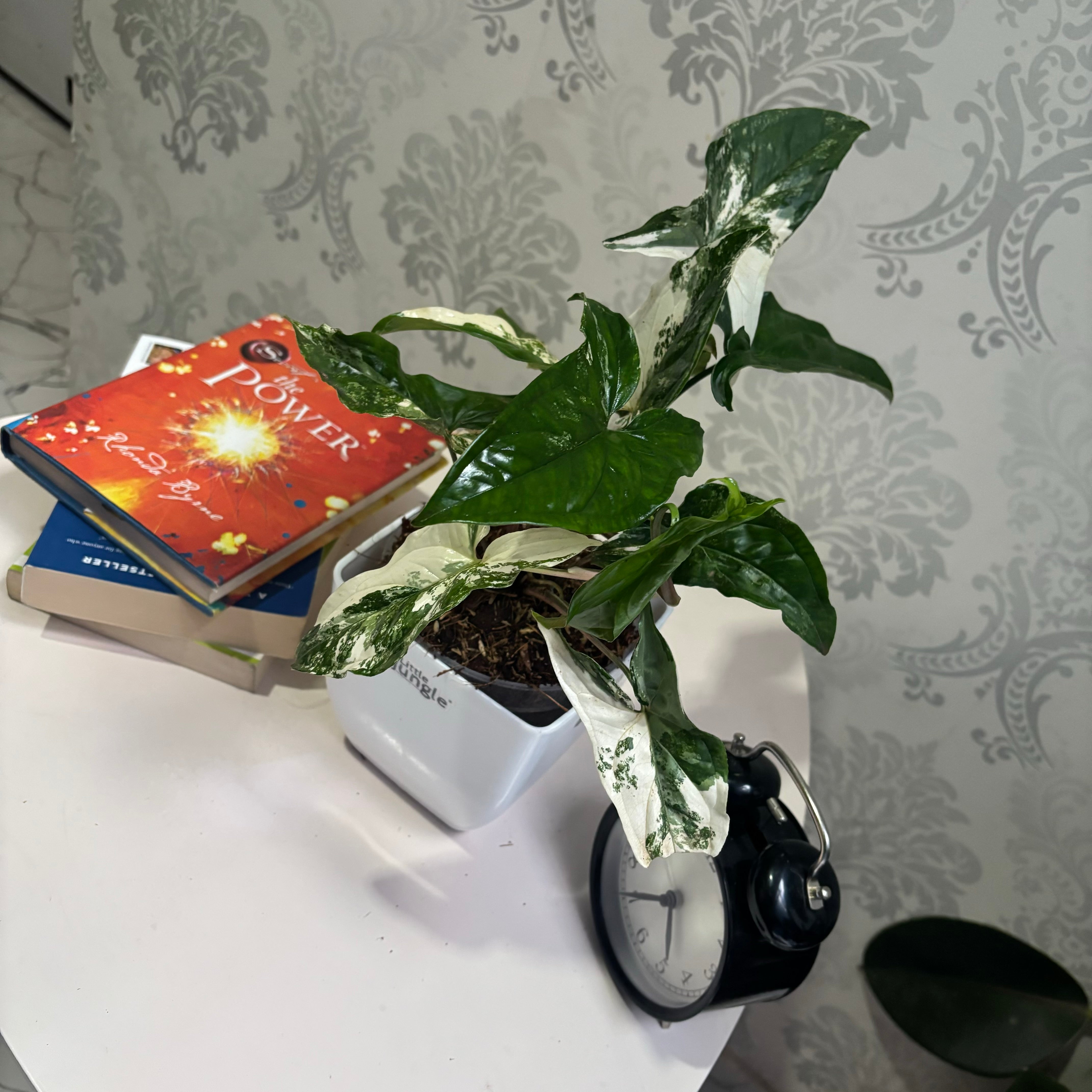Syngonium albo variegata