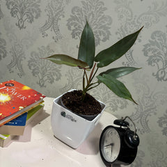Philodendron Atabapoense