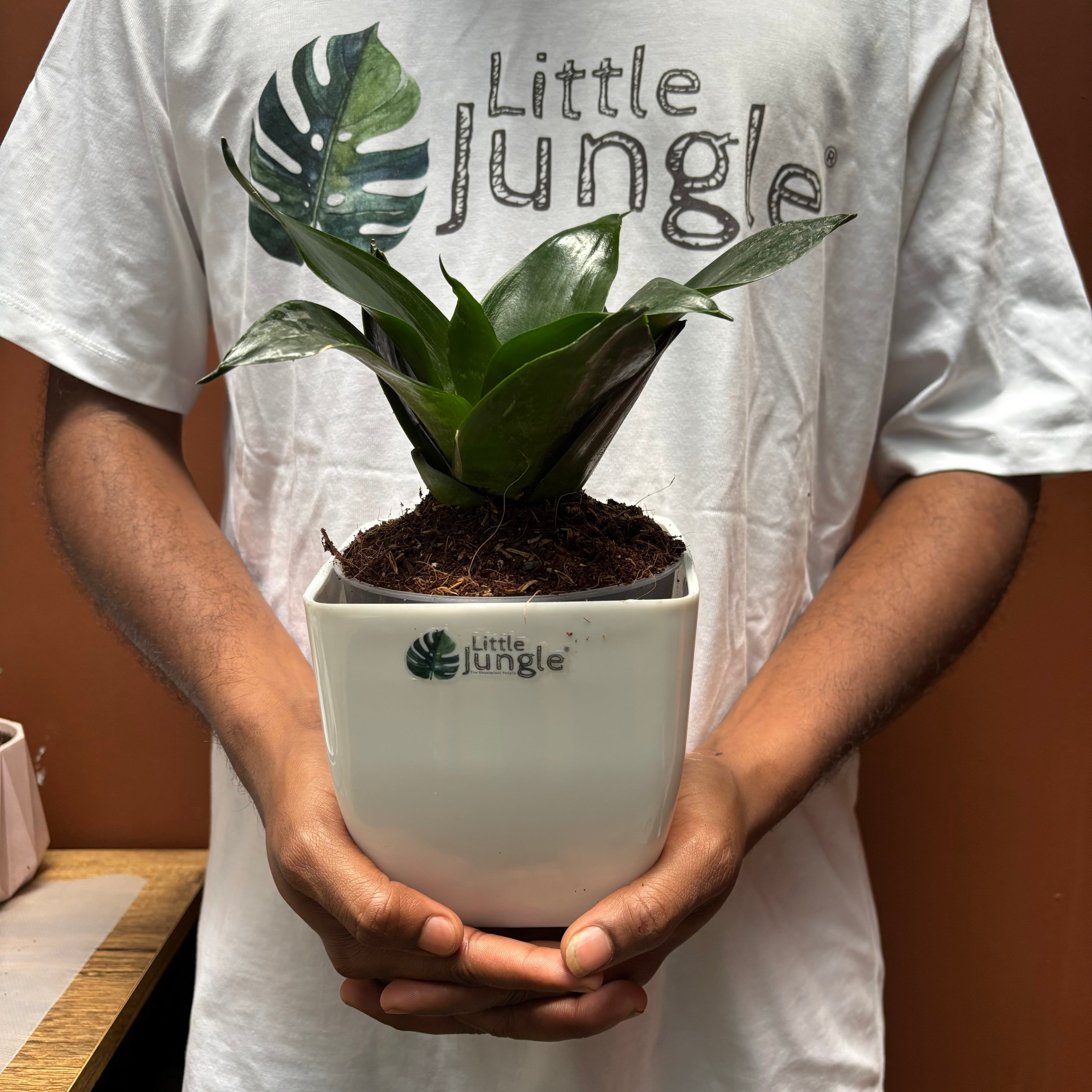 Sansevieria Black Dragon