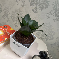 Sansevieria Black Dragon