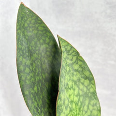 Sansvieria Whale fin
