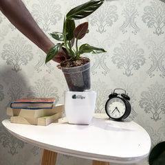 Philodendron Subhashtatum