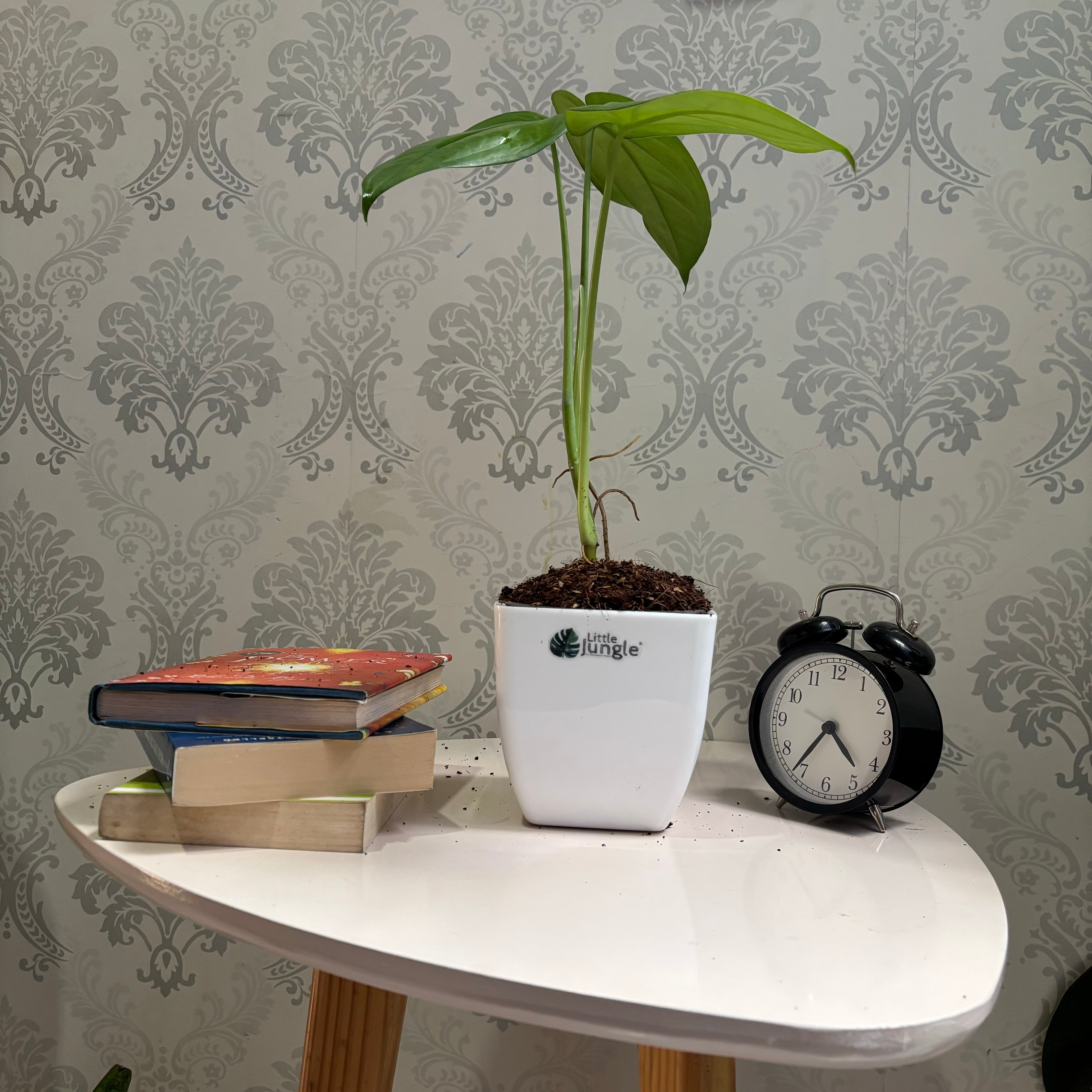 Syngonium Chiapnese