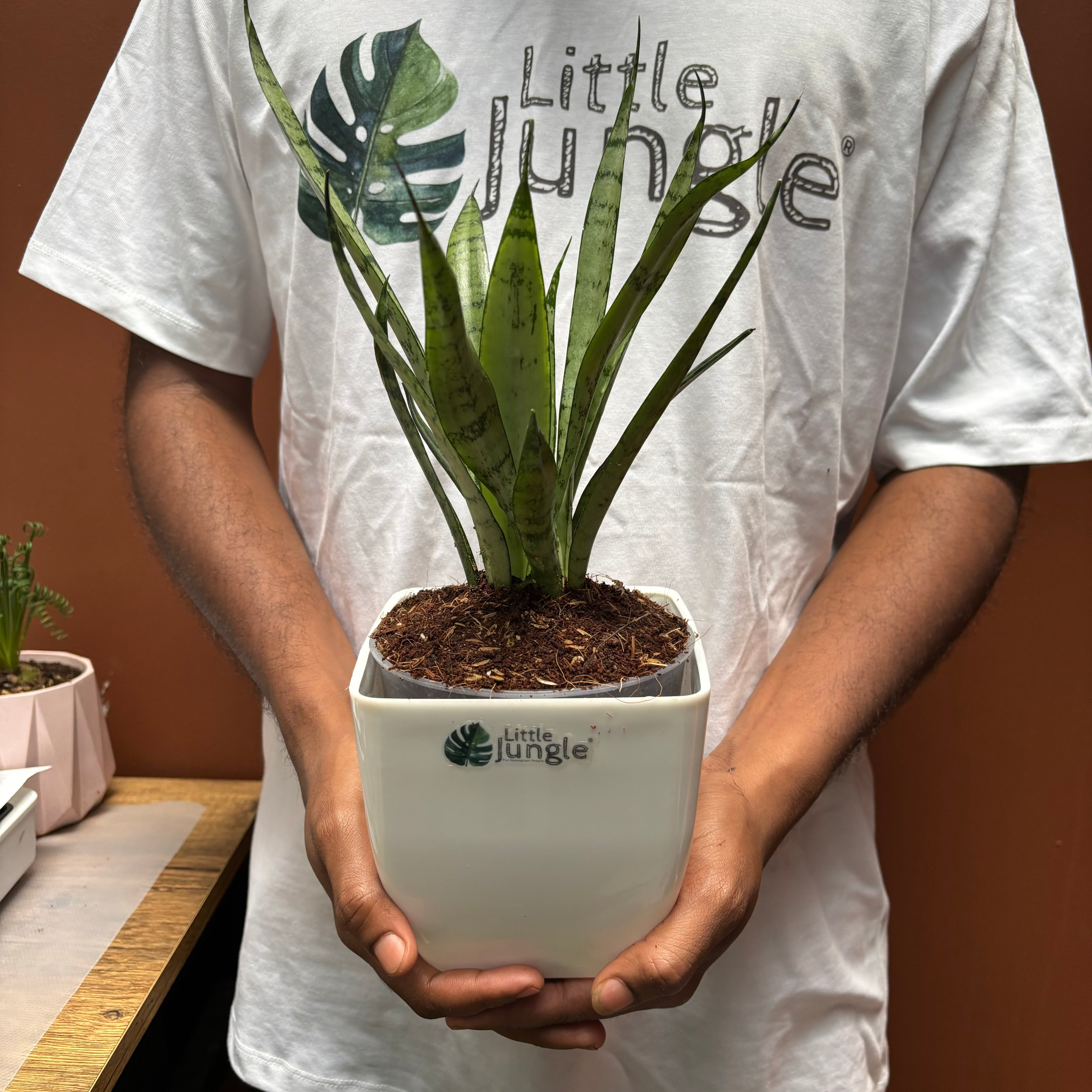 Sansevieria silver princess