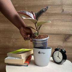 Ficus Elastica Variegated pink ruby