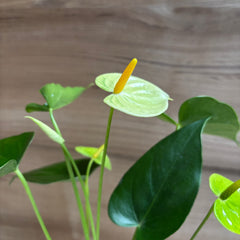 Anthurium yellow