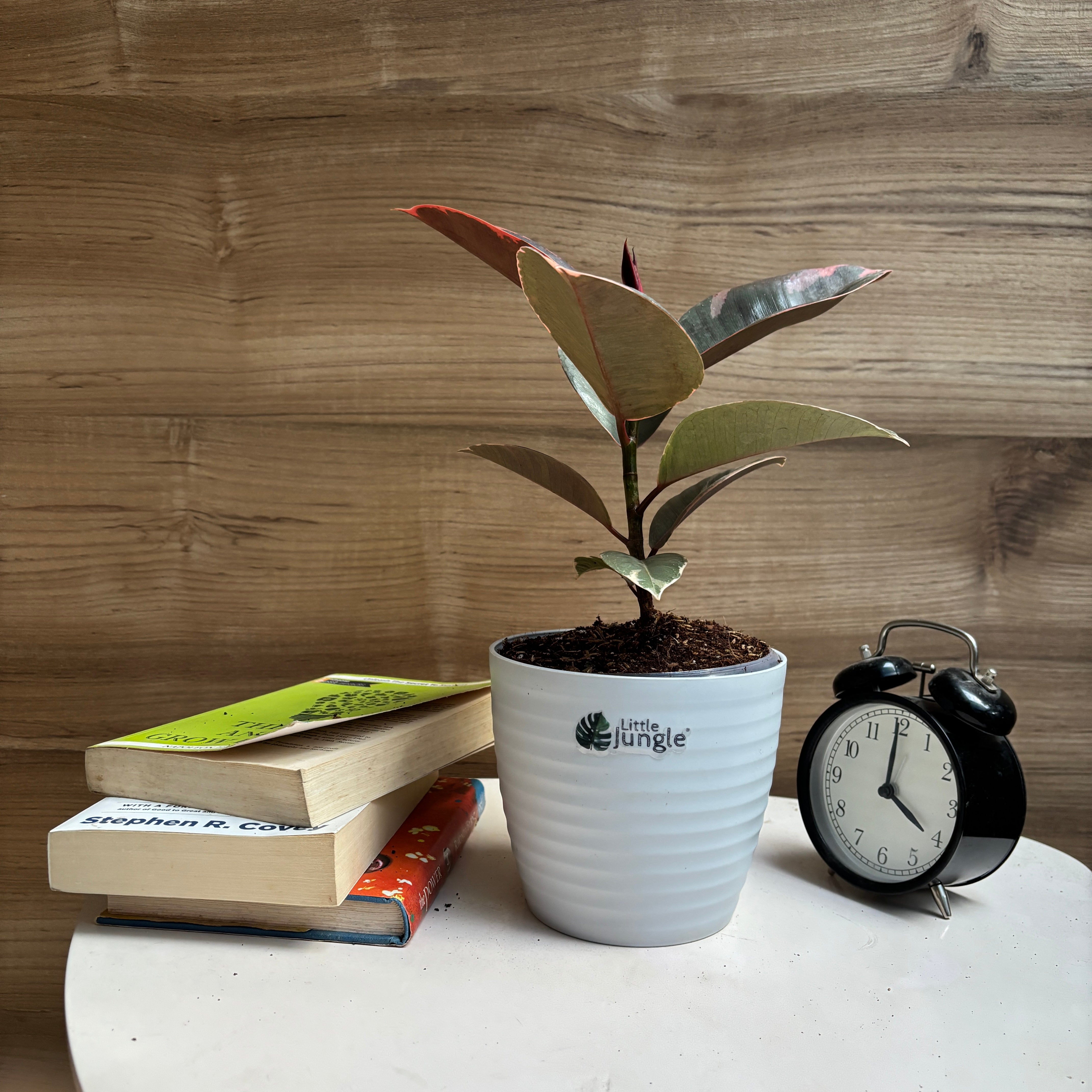 Ficus Elastica Variegated pink ruby