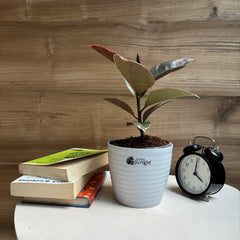 Ficus Elastica Variegated pink ruby